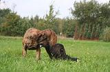 FILA BRASILEIRO 048